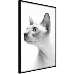 Arkiio Affisch Hairless Cat [Poster] 20x30 Poster